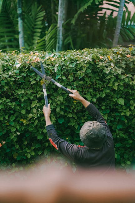 A gardener wearing a dark, long-sleeved top and a gray cap is trimming a dense, neatly maintained hedge with hedge shears. The hedge has lush green leaves with a few pale pinkish-tan new growth tips a