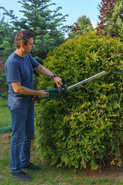 A gardener wearing a dark, long-sleeved top and a gray cap is trimming a dense, neatly maintained hedge with hedge shears. The hedge has lush green leaves with a few pale pinkish-tan new growth tips a